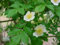 Büschel-Rose im Topf/Container 60 - 80 cm