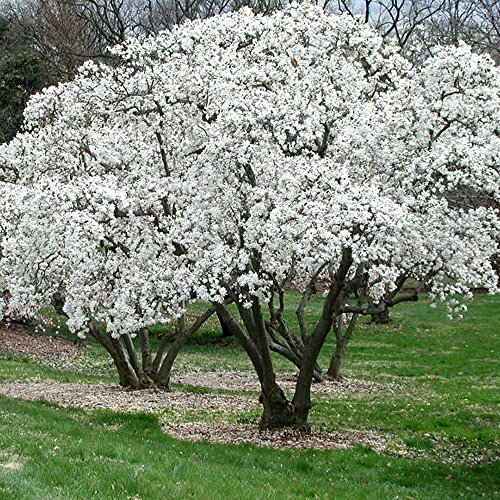 GardenersDream Magnolia Stellata Starry Plant - Outdoor Garden Ready Flowering Shrub - Beautiful Hardy Deciduous Shrub for Gardens and Patios (20-30cm Incl. 9cm Pot)