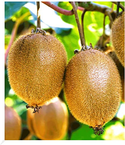 BALDUR Garten Selbstfruchtende, Kiwi 'Solissimo® renact®', 1 Pflanze, großfruchtig, Actinidia deliciosa, winterhart, mehrjährig, 1. selbstfruchtende Kiwi, reiche Ernte an essbaren Früchten