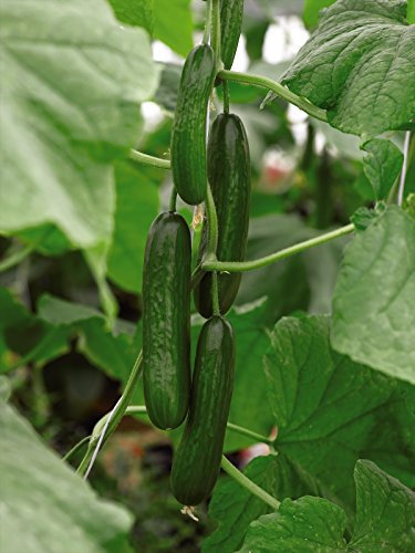 PREMIER SEEDS DIRECT - Cucumber - PASSANDRA F1-5 Finest Seeds - All Female (Greenhouse)