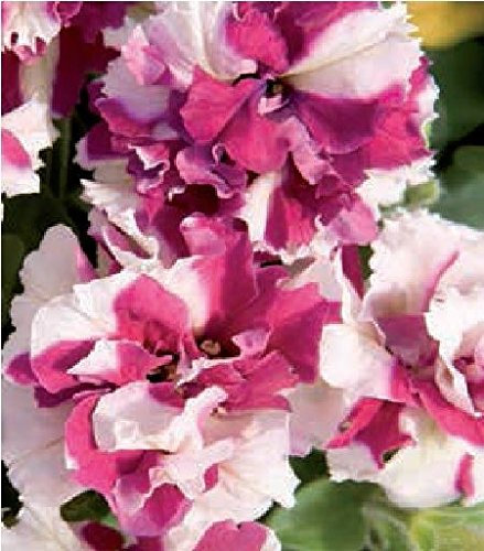 JustSeed - Flower - Petunia - Double Pirouette Rose and White - 30 Pelleted Seeds