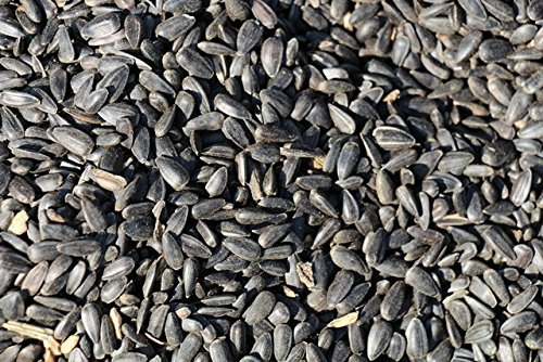 10 kg noire Tournesol