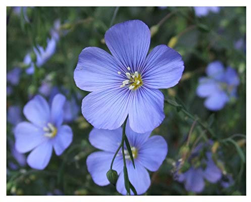 PREMIER SEEDS DIRECT - Linum PERENNE - Blue Flax - 3GM ~ Approx 1900 Seeds