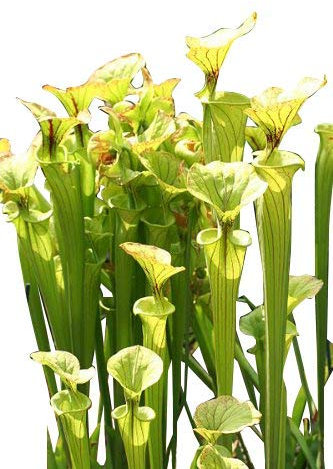 Paquet 10 Graines Sarracenia Alata plante carnivore
