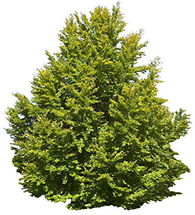 1000 Samen Rotbuche (Fagus sylvatica) (Heimischer Baum - Winterhart)