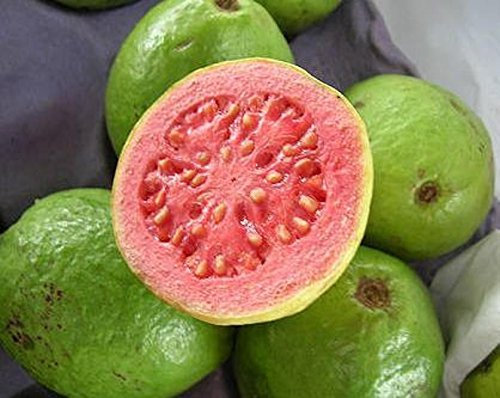 GUAVA fruits tropicaux goyavier graines d'arbres exotiques comestibles Guayaba 15 graines