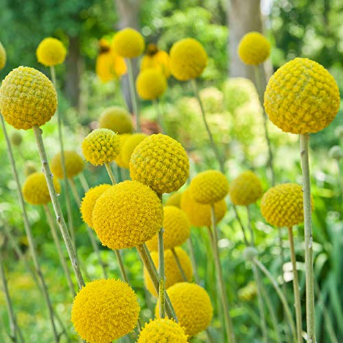 Outsidepride Billy Button Craspedia Globosa Seeds - 1000 Pcs Perennial, Hardy & Drought Tolerant, Flower Seeds for Planting w/Yellow Spherical Blooms, Ideal for Cut Flower & Pollinator Gardens