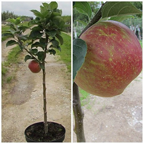 Zwergapfel Delgrina, süßer großer Apfel, Apfelbaum, auf kleinem Stämmchen mit kompakter Krone