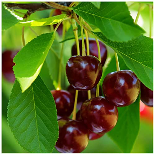 Early Rivers' Cherry Tree 4-5ft Tall,Ready to Fruit,Large Dark Juicy Cherries 3fatpigs®