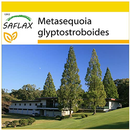 SAFLAX - Anzucht Set - Urwelt - Mammutbaum - 60 Samen - Mit Mini-Gewächshaus, Anzuchtsubstrat und 2 Töpfen - Metasequoia glyptostroboides