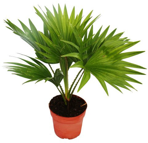 Exotenherz - Zimmerpalme - Livistona rotundifola - Zimmerpflanze