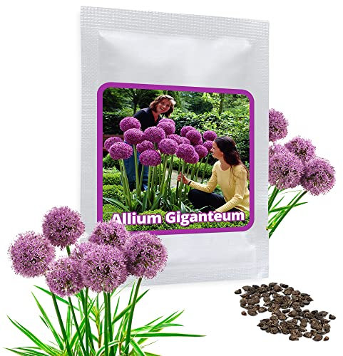 Magic of Nature Riesen Zierlauch - 30 Samen je Pack - Optimales Wachstum bis zu 150cm - Winterharte Zierpflanze für Deinen Garten - Violette Blütenfarbe - Allium giganteum - mehrjährig