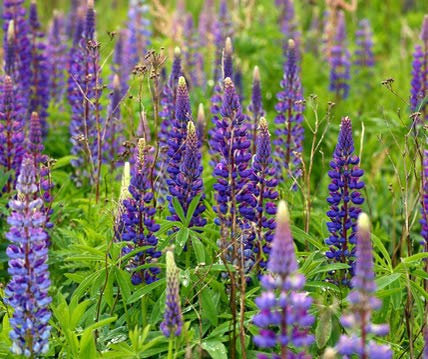 Bodenkur: Düngelupine Samen - staudige Gründüngung, Bienenweide und Bodenkur auf natürliche Art ganz ohne Chemie - 1 KG