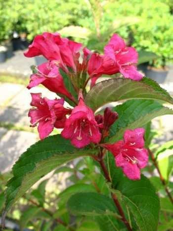 Weigelie Weigela Bristol Ruby 80-100 cm hoch im 10 Liter Pflanzcontainer