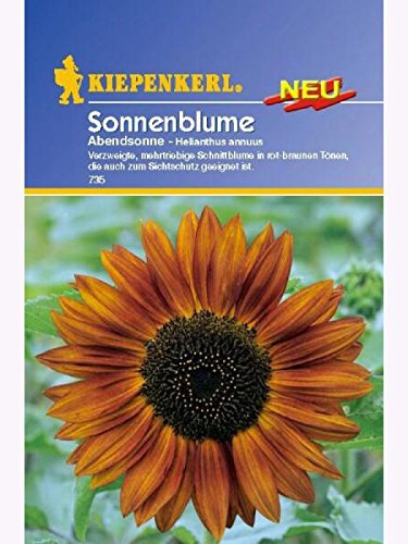 Helianthus annuus Sonnenblume Abendsonne