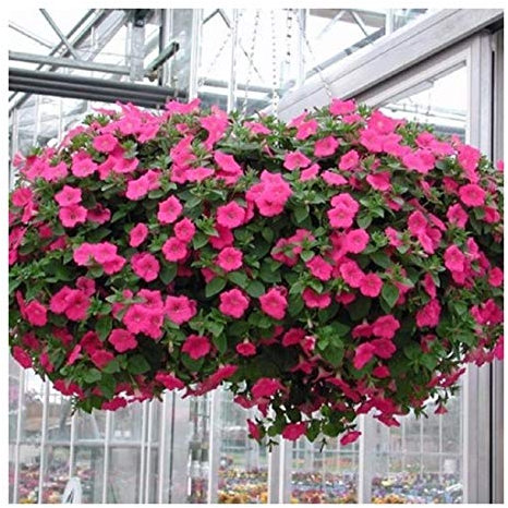 PREMIER SEEDS DIRECT - Petunia Seeds - Nana COMPACTA - Rose of Heavens Pink - 1000 Seeds