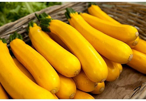 5 graines semences courgette jaune d'italie courge comestible fruit legume potager