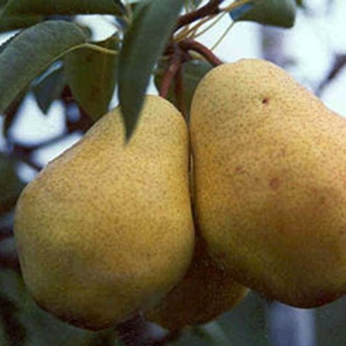 Williams Christbirne, saftig schmelzende Herbstbirne Halbstamm ca. 150-170 cm, Unterlage: Sämling