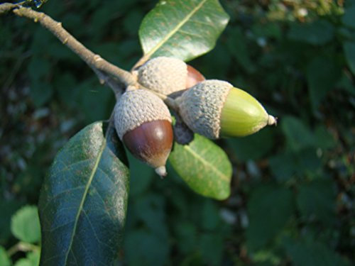Small Evergreen Tree or Bonsai Quercus Ilex Holm Oak for Small Gardens or Patio, 15-20cm Tall Starter Plant in a 7/8cm Pot