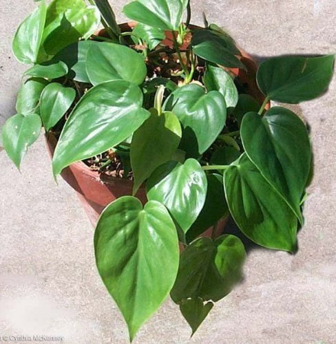 Heart Leaf Philodendron - Easiest House Plant to Grow - 4 Clay Pot From Jmbamboo