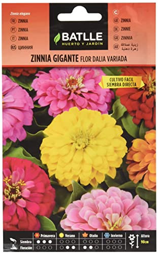 Zinnia GEANT Fleur DE Dahlia
