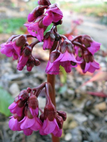Staudenkulturen Wauschkuhn Bergenia Hybride 'Eroica' - Bergenie - Staude im 11cm Topf