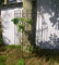 DR-779 Rankgitter Metall/Eisen Antik Nostalgie Stil Landhaus