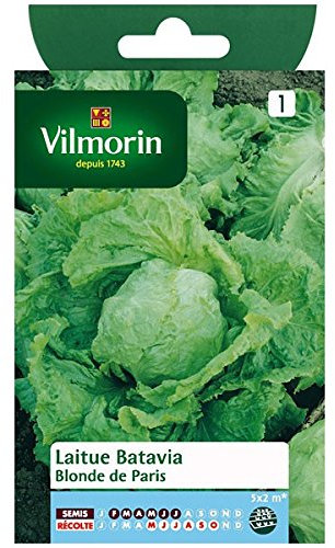 Vilmorin - Laitue Batavia Blonde de PAris