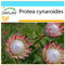 SAFLAX - Geschenk Set - Königsprotea - 5 Samen - Mit Geschenk- / Versandbox, Versandaufkleber, Geschenkkarte und Anzuchtsubstrat - Protea cynaroides