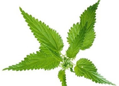Urtica dioica ‘STINGING Nettle Seeds 1g Approx 2000 Seeds herb Medicinal Wild Flower Meadows