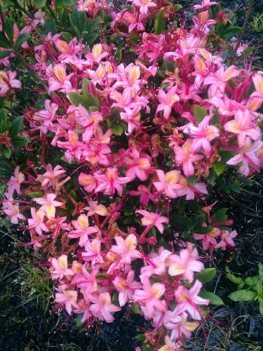 duftende Garten Azalee Rhododendron viscosum Framingham 40-50 cm hoch im 5 Liter Pflanzcontainer