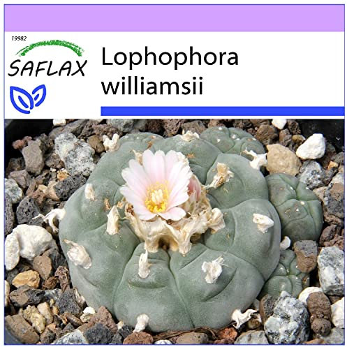 SAFLAX - Peyote - 20 semillas - Lophophora williamsii