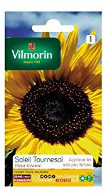 Vilmorin - Sachet graines Soleil tournesol fleur géante