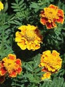 PREMIER SEEDS DIRECT - Marigold Dwarf French - Petite Mix - 400 Flower Seeds