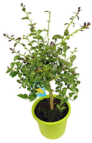 Meine Orangerie Fingerlimette – Microcitrus australasica – Kaviarlimette – Finger Lime – echte Zitruspflanze – Exotische Rarität mit frischen Zitrusperlen (Australasica, Topf Ø 22cm)