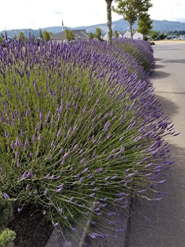 L+ Phenomenal Lavender — 1 Live Plant in 2.5QTs — Dark Violet Flowers — Fragrant, Bee-Friendly, Drought & Deer Resistant Perennial — Zones 5–9, Cut Flower & Sachet