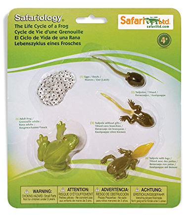 Safari Ltd. Life Cycle of a Frog Figurine Set - Miniature Educational Biology Toy for Boys, Girls, and Kids Ages 4+