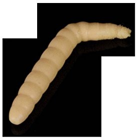 Saeger 10IT4039507155728IT10 Iron Sänger Trout Baco Schwimmend Cream 8041003 Forellen Köder