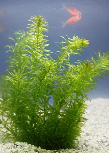 WASSERPFLANZEN WOLFF- Klärpflanze! - Egeria densa - winterharte Wasserpest für den Teich im 5cm PFLANZKÖRBCHEN, Sauerstoffspender, gegen Algen, verbessert die Wasserqualität