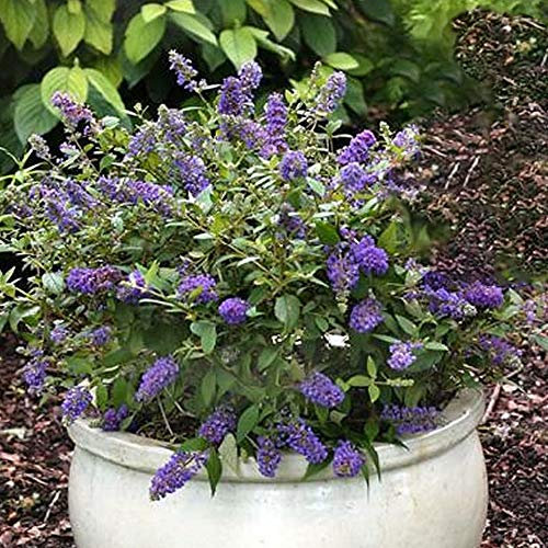 Buddleja Davdii 'Purple Emperor' Butterfly Bush Hardy | 15-30cm (incl. Pot)