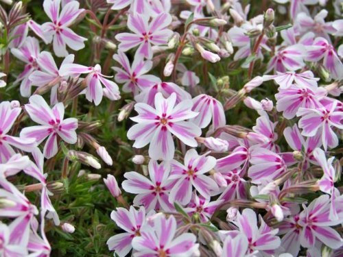 Pack x6 Creeping Phlox Subulata 'Candy Stripe' Perennial Garden Plug Plants