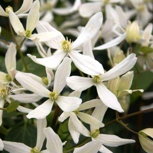 Clematis armandii 'Snowdrift' Evergreen 15cm Deep Pot Size
