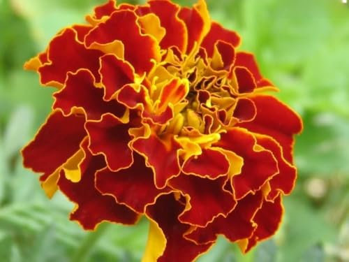 Seedville calendula Français Sparky Marigold Mix - 400 graines