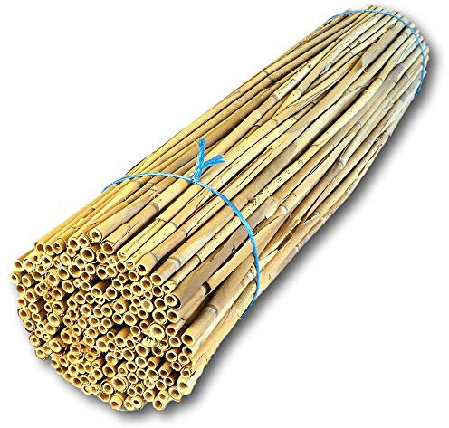 BeeCasa by Hiss Reet® Schilfrohrhalme MEDIUM | Naturbelassener Bund | Insektenhotel & Bienenhotel Füllmaterial | Niströhren & Nisthülsen für Wildbienen