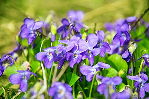 Duftveilchen Samen, Viola Odorata 25 Samen