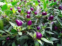 Lila Chili Samen 20 Samen 'Filius Blue'