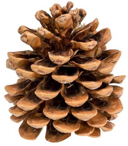 NaDeco Pinienzapfen 10 Stück, 8-12cm, Pinus Pinea Pinien Zapfen Groß Tannenzapfen Kiefernzapfen Dekozapfen, Naturdeko Advent Weihnachten Deko Dekoration Adventsdekoration Weihnachtsdekoration