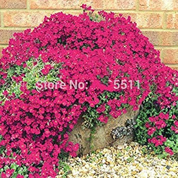 Escalade Fleur 100 Aubrieta Graines Cascade Purple Flowers Seed, Superb vivace Couvre-sol floraison des plantes pour jardin