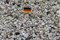 Doubleyou Geovlies & Baustoffe 1kg bis 30 kg Aquariumkies - Made in Germany - Quarzsand -Taunusquarz grau-Weiss,8-16 mm