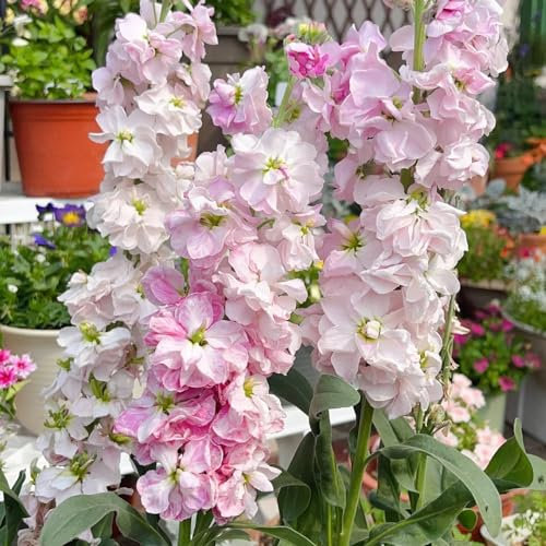 600 pcs levkojen samen mehrjährig, blumen samen, plants,usambaraveilchen pflanze flowers, pflanzen blumensaat, balkonpflanzen winterhart mehrjährig blumen für balkon, bio saatgut